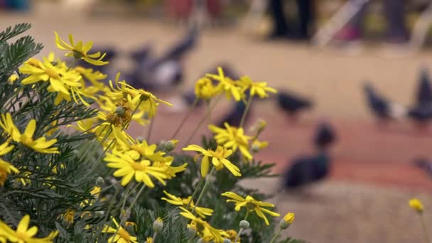 Silhouette Walking Bird Park Yellow Daisy — Stockvideo