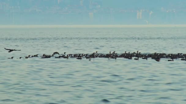 Flock Cormorants Hunting Blue Foggy Sea Footage — Vídeos de Stock