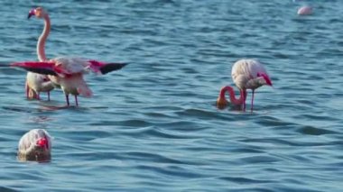 Pembe Flamingo sürüsü Kanatlarını çırpıyor ve tüylerini kurutuyor.