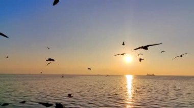 Güzel Martıların Siluetleri Sarı Gün Batımı Sahilinde Uçuyor.