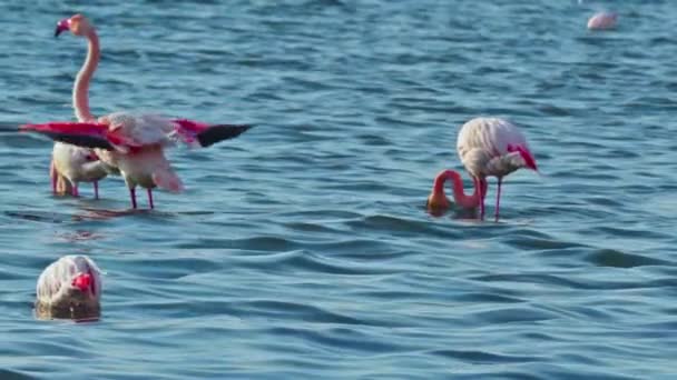 Flock Pink Flamingo Flapping Its Wings Drying Its Feathers Footage — Stock Video