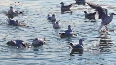 Su üzerinde yüzen martı sürüsü..