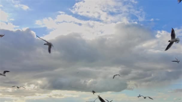 Zeemeeuwen Vliegen Het Strand Grijze Lente Regenachtige Bewolkte Dag Beelden — Stockvideo