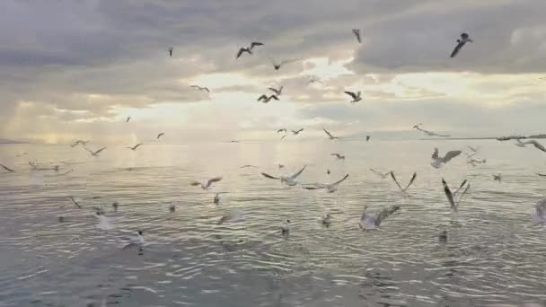 灰春多云的日子里 成群的海鸥在沙滩上飞翔 — 图库视频影像
