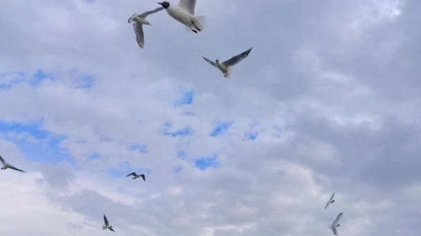 海鸥群在暴风雨的云雾中飞翔 — 图库视频影像