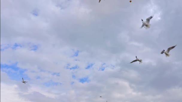 Zeemeeuwen Vliegen Stormachtige Bewolkte Lucht Beelden — Stockvideo