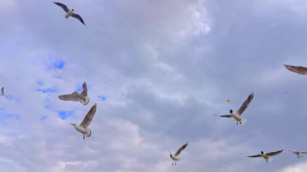Möwenschwärme Fliegen Strand Grauen Frühling Regnerischen Bewölkten Tag Footage — Stockvideo