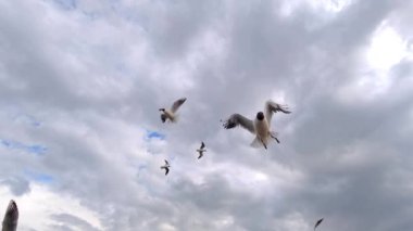 Gri Bahar Yağmurlu Bulutlu Gün 'de Sahilde Uçan Martı Sürüsü.
