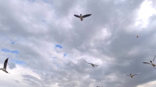 Zeemeeuwen Vliegen Het Strand Grijze Lente Regenachtige Bewolkte Dag Beelden — Stockvideo