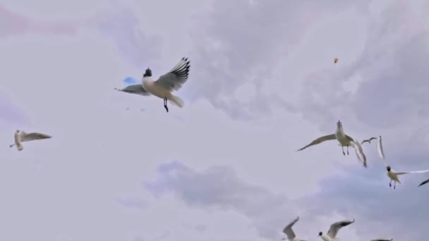 Flock Seagull Flying Beach Gray Spring Rainy Cloudy Day Footage — стокове відео
