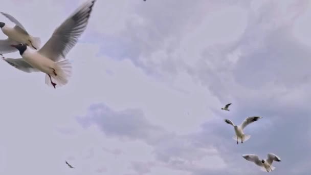 灰春多云的日子里 成群的海鸥在沙滩上飞翔 — 图库视频影像