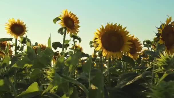 美丽的向日葵场和无云的天空 — 图库视频影像