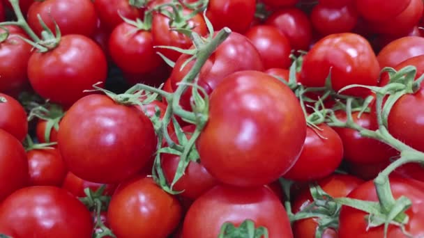 Cluster Tomato Harvest Top View Heap Many Fresh Tomatoes Footage — Stock Video
