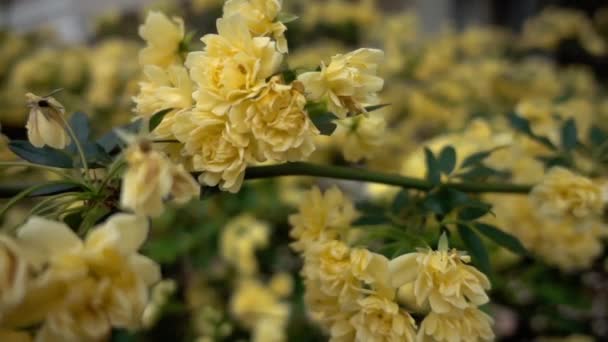 Primăvară Galbenă Rosa Banksiae Floare Fotage Blossom — Videoclip de stoc