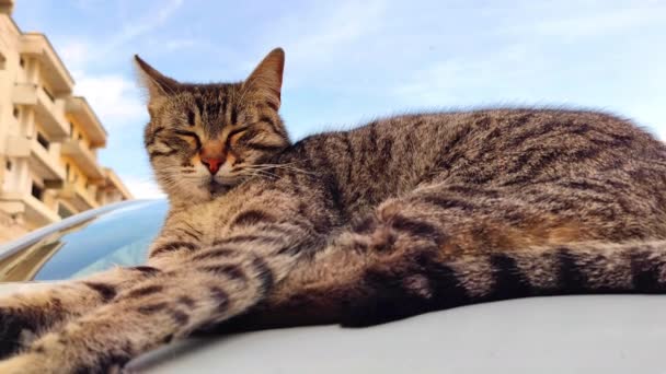 可爱的塔比流浪猫坐在车盖上休息 — 图库视频影像