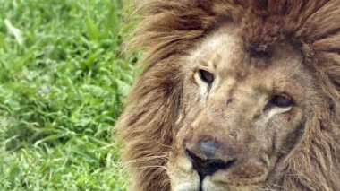 Yalnız Yaşlı ve Taç Giymemiş Kral Aslan Görüntüsü.