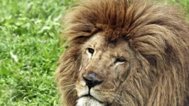 Erkek Portresi Aslan Başı Ayakta Duran Çimen Görüntüsü.