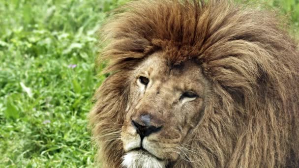 Мужской Портрет Lion Head Standing Grass Footage — стоковое видео