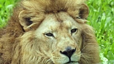 Erkek Portresi Aslan Başı Ayakta Duran Çimen Görüntüsü.