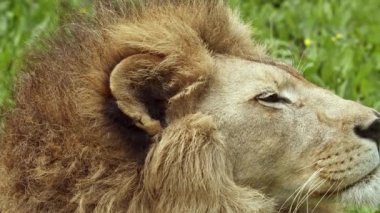 Erkek Portresi Aslan Başı Ayakta Duran Çimen Görüntüsü.