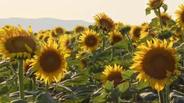 Windtanz Auf Dem Sonnenblumenfeld Der Erntezeit — Stockvideo