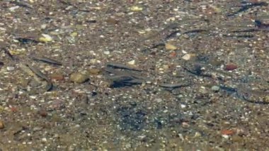 Yüzen Balık Sürüsü Temiz ve Taşlı Deniz Sualtı Görüntüleri.