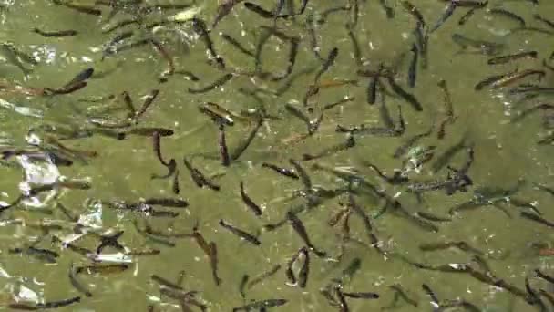 Sekelompok Ikan Berenang Sekolah Footage — Stok Video