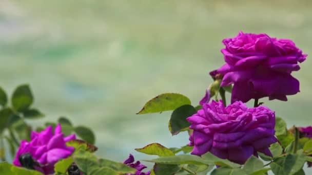 Rosa Rosa Jardín Junto Piscina Agua Filmación — Vídeos de Stock