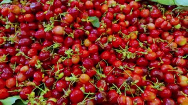 Yeni Hasat Baharı Doğal Bahar Kırmızı Kiraz Görüntüsü.