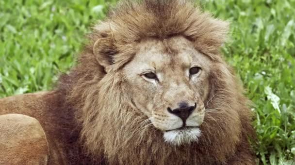 African Male Lion Sitting Grass Looking Camera Footage — Stok Video