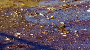 İnsan Kirli ve Kimyasal Atık Deniz Suyu Görüntüleri.