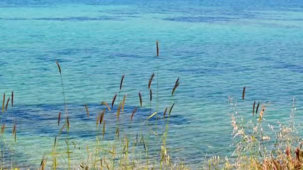 Spikes Reeds Swinging Wind Blue Ocean Slope Footage — Stock Video