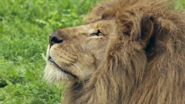 Inzoomen Shot Slow Camera Lion Profiel Beelden — Stockvideo