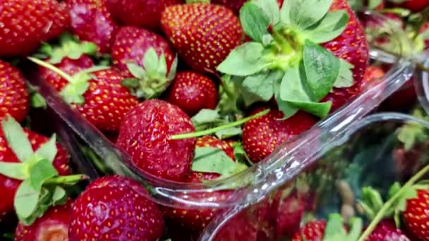 Новий Урожай Червона Смачна Полуниця Пластикових Коробках Ринковій Касеті — стокове відео
