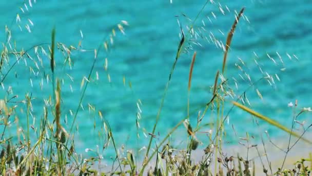 Primavera Reed Spikes Oscillazione Sullo Sfondo Movimento Turchese Sea Waves — Video Stock
