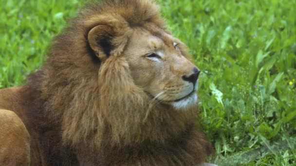 头像锐利的雄狮坐在草地上 — 图库视频影像