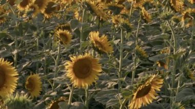 Ayçiçeği Toplama ve Uçan Arılar Polen Topluyor.