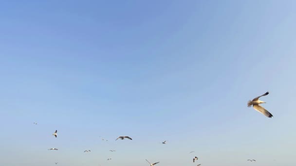 Flock Seagulls Flying Search Food Cloudy Sky Footage — Stock Video