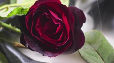 Kara Arkaplanda Sis Puslarında Romantik Kırmızı Gül.