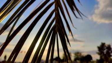 Sallanan Palm Leaves 'in Parlak Günbatımı.