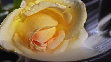 Soyut Sarı Gül ve Duman Arkaplan Görüntüsü.