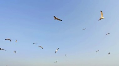 Özgür Martılar Mavi Gökyüzünde Yükseliyor.