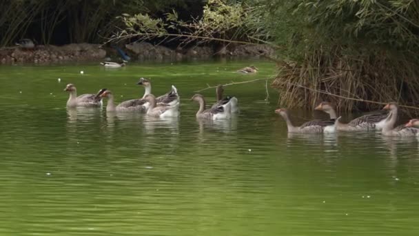 Troupeau Oies Flottant Dans Les Images Vertes Lac Calme — Video