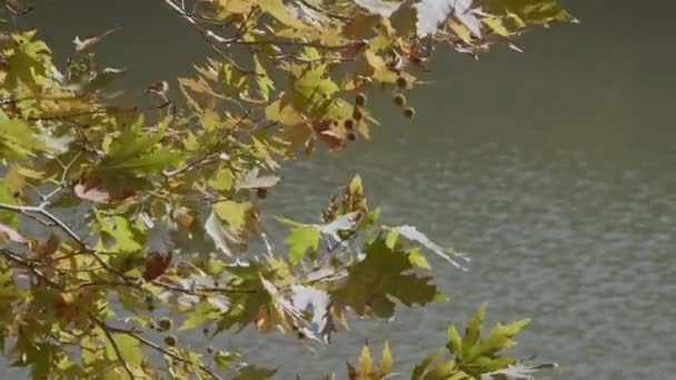 Árbol Sicomoro Otoño Deja Balanceándose Viento Junto Lago — Vídeos de Stock