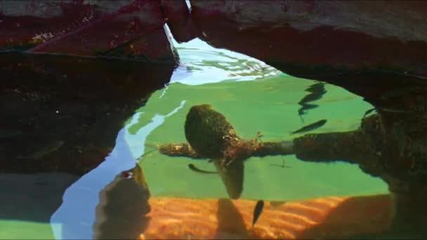 Ryby Pohybující Kolem Rybářského Člunu Vrtule Moři Záběry — Stock video