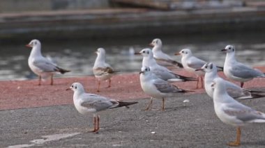 Meraklı ve Sevimli Bebek Heyecanlı Martılar Su Kanalı yakınındaki Beton Zeminde Duruyorlar.