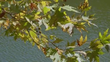 Sycamore Göl kıyısında Yapraklar ve Rüzgâr.