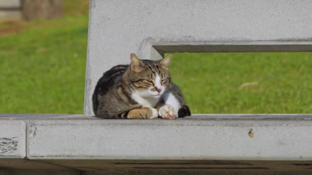 Zbłąkany Kot Tabby Patrzy Kamerę Śpiąc Betonowej Ławce — Wideo stockowe