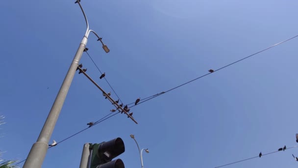 Περιστέρι Πουλιά Σκαρφαλωμένα Ηλεκτρικούς Λαμπτήρες Και Πολωνούς Πλάνα — Αρχείο Βίντεο