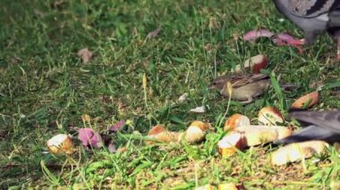 Şirin Serçe Çimenlikteki Güvercinler Arasında Ekmek Kırıntısı Yiyiyor.